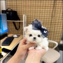 앨리스코리아켄넬 이미지