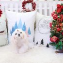 말티즈하우스 이미지