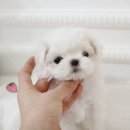 펫블리강아지&미라클고양이 네이버블로그