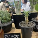 투몰 | [솔직후기]잠실 롯데월드몰 본투비가드너 팝업스토어 후기