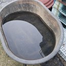 비 그치고 블루베리 품종별 맛 점검 이미지