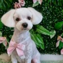 그루밍140 이미지