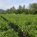 정애농장 이미지