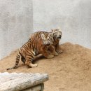 만 마리의 호랑이 이미지