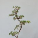 곰솔 이미지