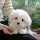 광주강아지분양 고양이분양 미유펫 본점 이미지