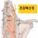 피렉스헬스 이미지