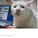 공 감 Daum카페