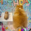 하늘바라기펫푸드 강아지수제간식 강아지케이크 이미지