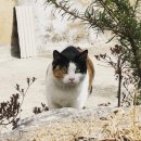 고양이발자국 이미지