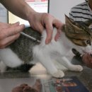 롯데마트 안성점 쿨펫 이미지