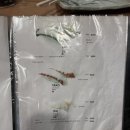 가메스시 이미지