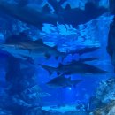 별빛정원B | 서울 데이트 삼성역 실내놀거리 씨라이프 코엑스 아쿠아리움 관람 후기