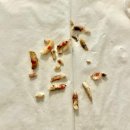닥터스치과병원 | 불당동 강아지 치과 이빨 발치 250만원 후기
