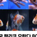 쿠키네물방