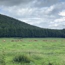 솔오름주차장 | [제주도 오름 추천]주차장에서 5분 걸으면 들판 볼 수 있는 “물영아리오름” 후기 (솔오름 A코스 폐지)