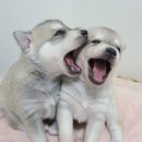 콜드베이켄넬 이미지