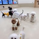 털로덮인친구들 애견유치원&애견호텔 수원시청역점 | [수원애견유치원] 털로덮인친구들 애견유치원 &amp; 애견호텔 수원시청역점 &#39;반려견을 위한 최고의 교육과...