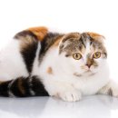 강남강아지 이미지