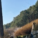 원두박 | 포천 수목원 프로방스 캠핑장, 4살아이랑 벚꽃캠핑 후기