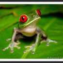 청개구리 이미지