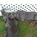 개들의왕국 이미지