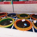 신선 낙지 이미지