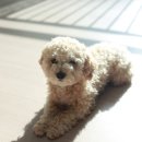 아띠앤펫 | 전주혁신 강아지 미용, 아띠앤펫(atti&amp;pet) #내돈내산