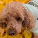 라온이네 이미지