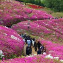 철쭉동산 이미지