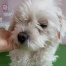 말티와 꼬꼬 이미지