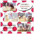 착한강아지 이미지