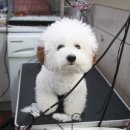 숑숑펫살롱 이미지