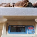 박달하지 이미지