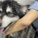 스퀘어독스 서산점 이미지