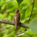 미사리의 노랑턱멧새(Yellow-throated Bunting) 이미지