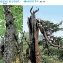 한국의 노거수 발굴작업/산림청발표^ 이미지