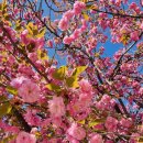 11500-16-04-26 | 선암사 겹벚꽃 26. 04. 16 목요일 오전 | 겹벚꽃 개화율 실시간 후기