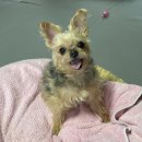 씨엘로펫 | 강아지 여행떠나던날 내돈내산으로 선택한 강아지화장터 씨엘로펫