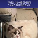 판] (사진주의) 남친이 여친고양이 죽임 이미지