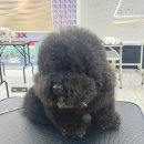 국제미용학원 | [순천국제애견미용학원] 순천 애견미용학원 6개월 차 수강 찐 후기