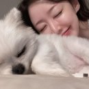 부시시 이미지