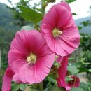 접시꽃민박 이미지