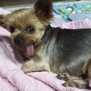 선샤인 동물병원 이미지