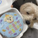 멍멍과자점 | 강아지 생일케이크(멍멍과자점)🎂 후기 겸 율무 생일후기.