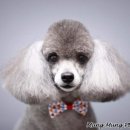 멍멍뷰티 이미지