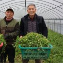 창녕농업협동조합 파머스마켓