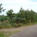 제주시 해안동 아흔아홉골 부근 자연상태의 임야 10,595평 - 제주부동산 토지 경매 이미지