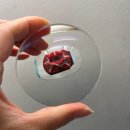 1249 | 루미너스 1249 (RG) + 1.74 ASP (DAGAS/DMO)