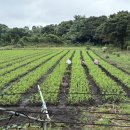 부여하늘농장2 이미지